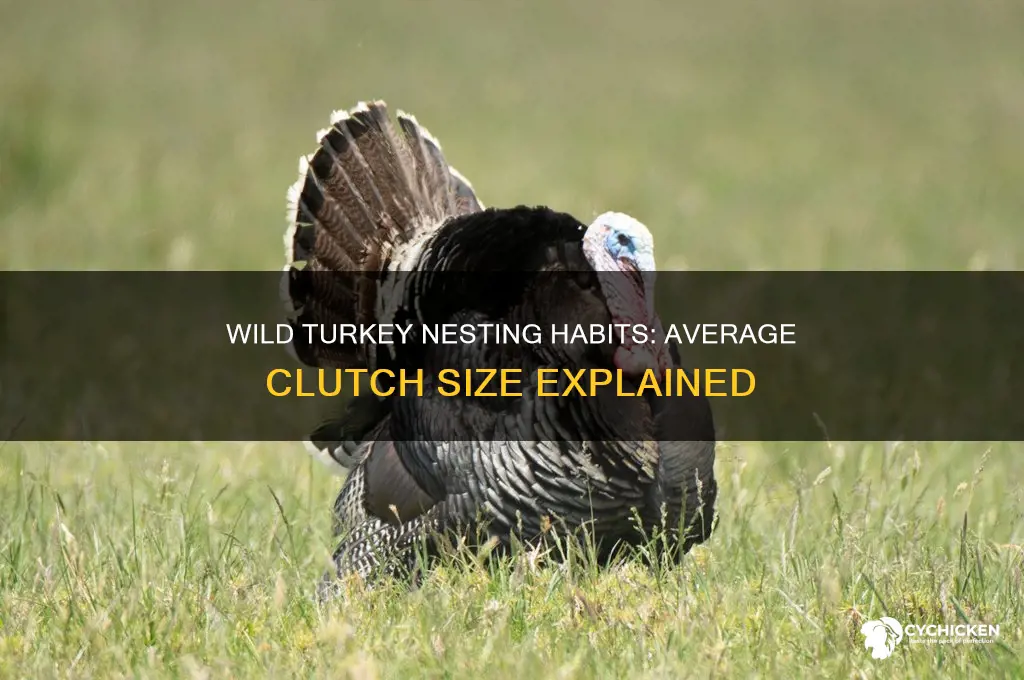 how many chicks do wild turkeys have
