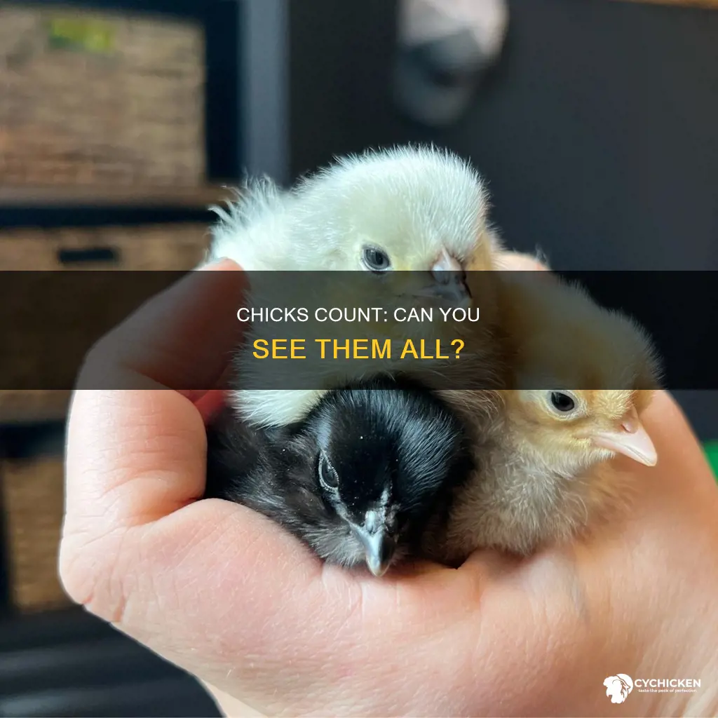 how many chicks do you see in this image