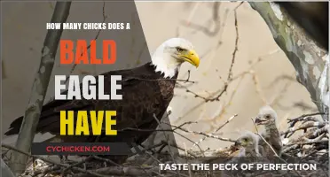 Bald Eagle Chicks: How Many Do They Have?