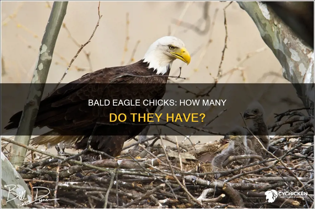 how many chicks does a bald eagle have