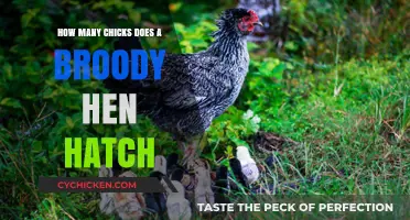 Broody Hen Hatching: How Many Chicks Can You Expect?