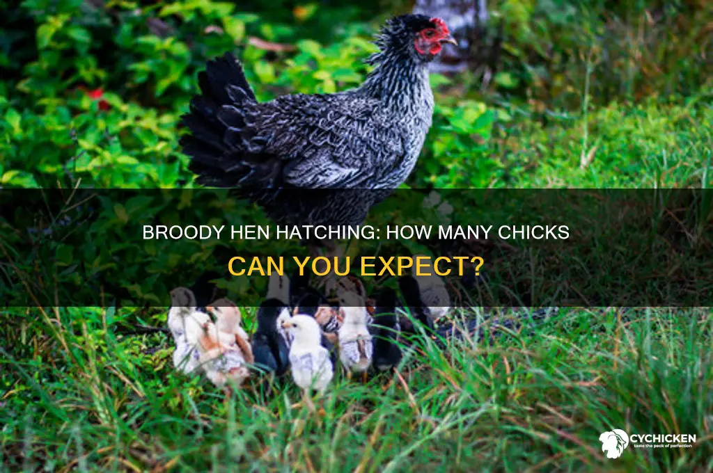 how many chicks does a broody hen hatch