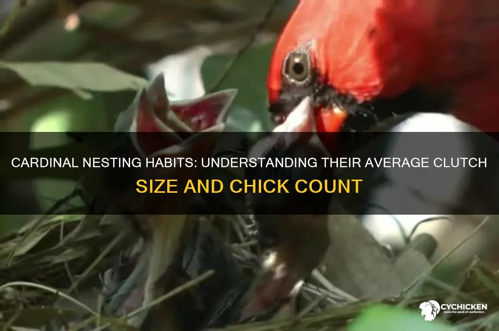 how many chicks does a cardinal have