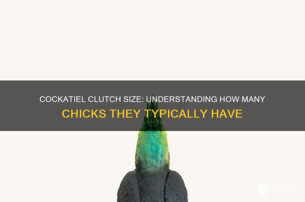 how many chicks does a cockitiel have