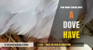 Understanding Dove Reproduction: How Many Chicks Do Doves Typically Have?