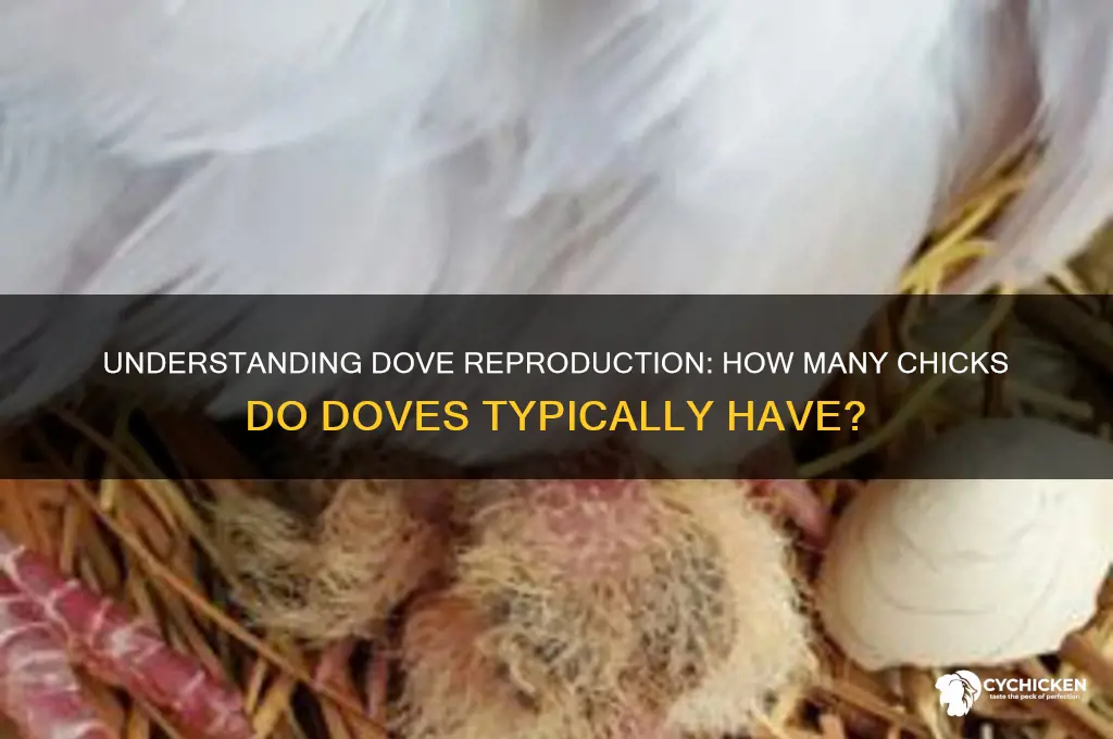 how many chicks does a dove have