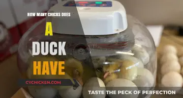 Understanding Duck Reproduction: How Many Chicks Does a Duck Typically Have?