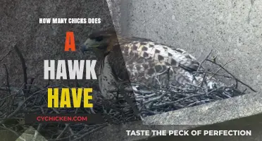 Understanding Hawk Nesting Habits: Average Number of Chicks Per Brood