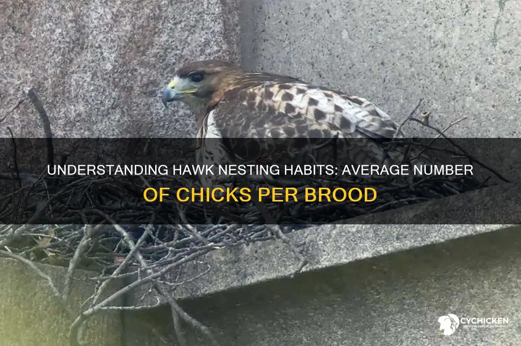 how many chicks does a hawk have