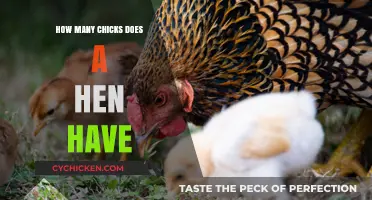 Understanding the Average Clutch Size: How Many Chicks Does a Hen Typically Hatch?