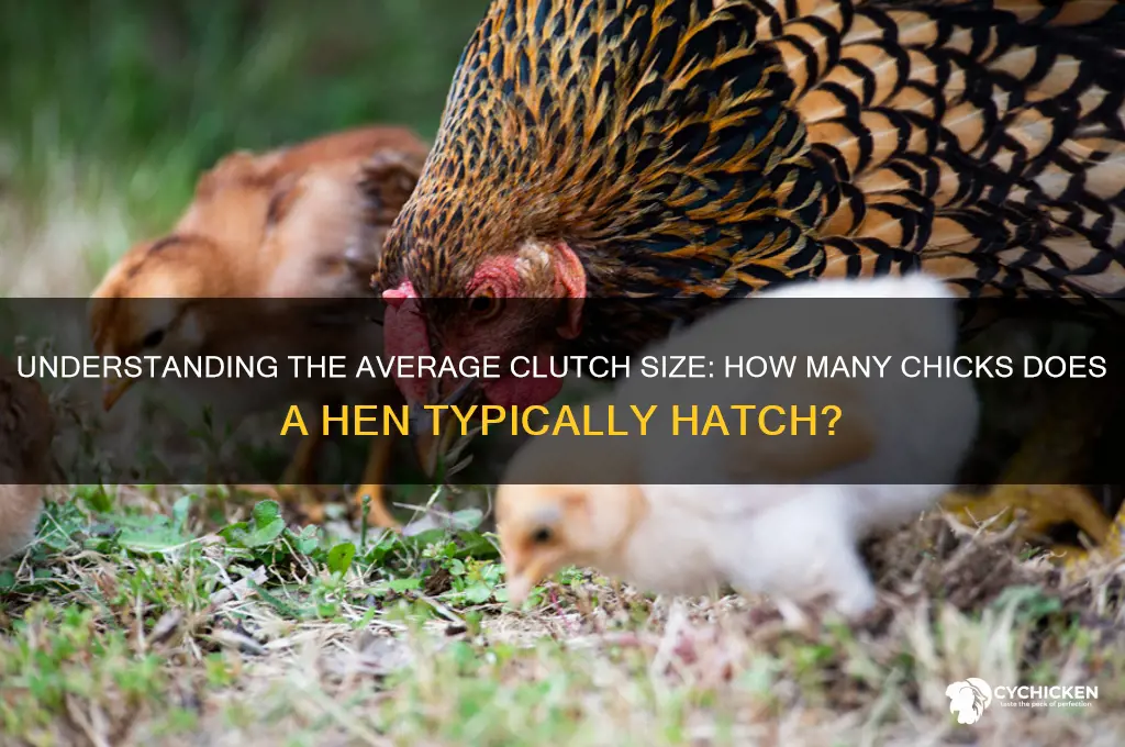 how many chicks does a hen have