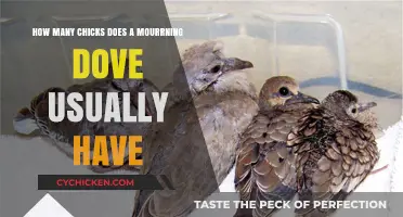 Mourning Doves: How Many Chicks Hatch and Survive?