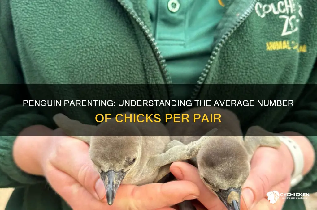 how many chicks does a penguin have