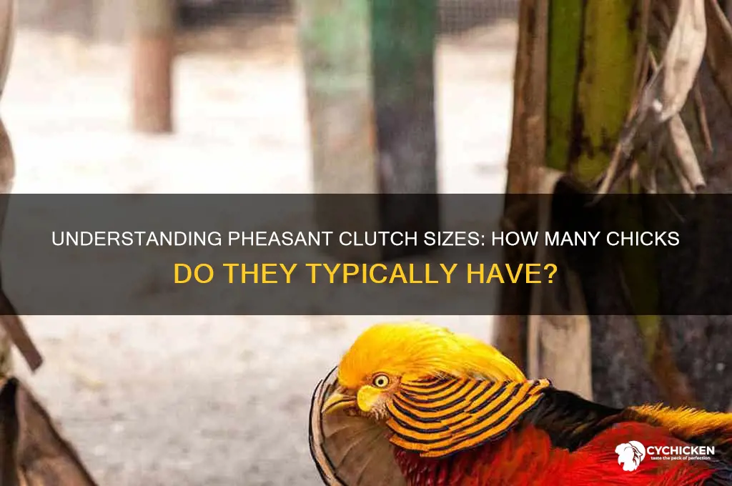 how many chicks does a pheasant have