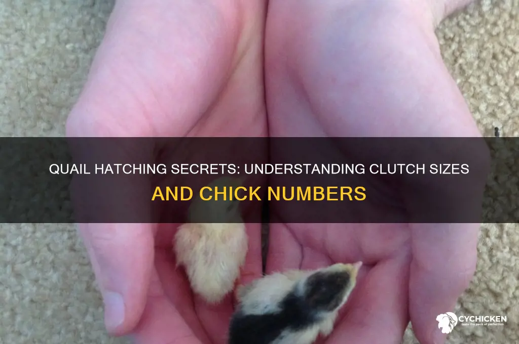 how many chicks does a quail have