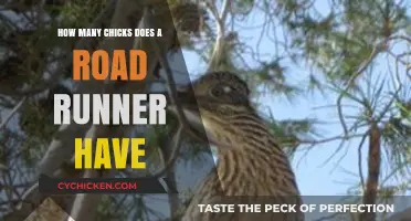 Road Runner Chicks: How Many Do They Have?
