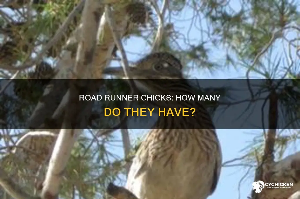 how many chicks does a road runner have