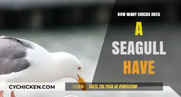 Understanding Seagull Nesting Habits: Average Chick Count per Brood