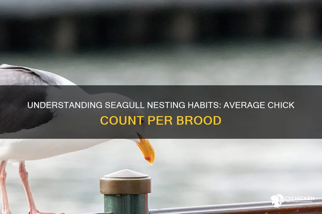how many chicks does a seagull have