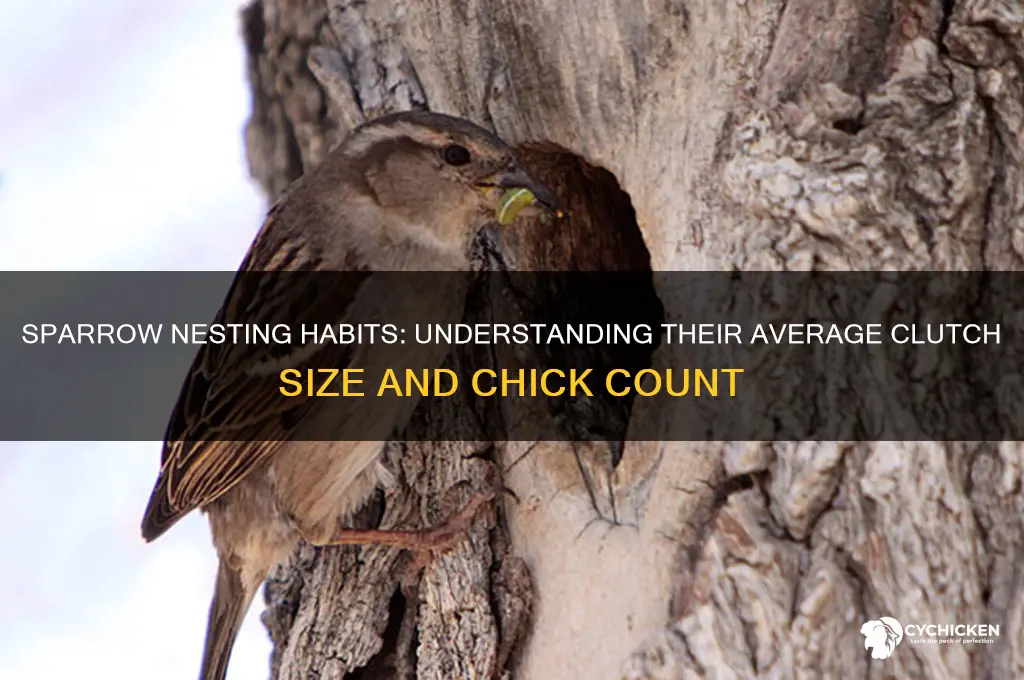 how many chicks does a sparrow have