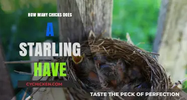 Starling Nesting Habits: Understanding Their Chick Count and Breeding Cycle