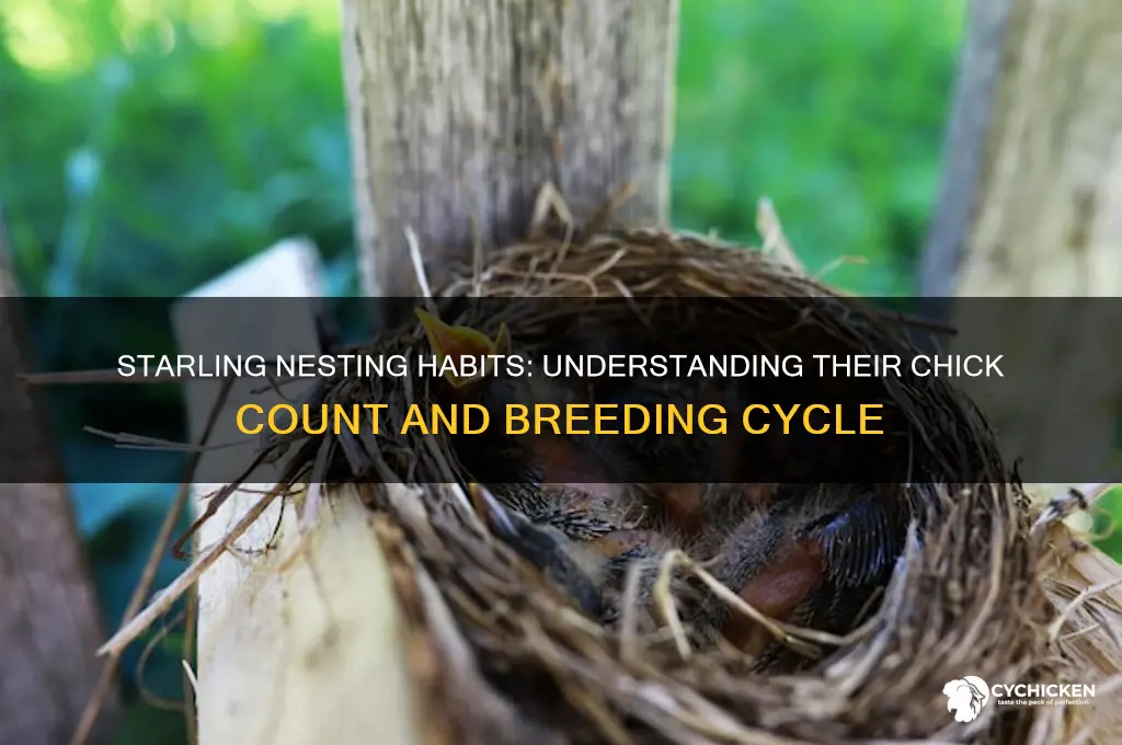 how many chicks does a starling have