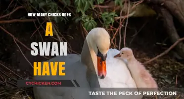 Swan Nesting Habits: Understanding the Average Number of Chicks Hatched