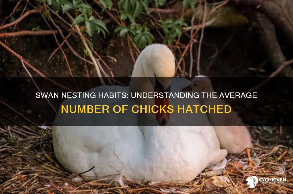 how many chicks does a swan have