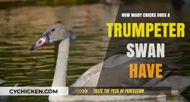 Swan Mating: Trumpeter Swan's Clutch Size
