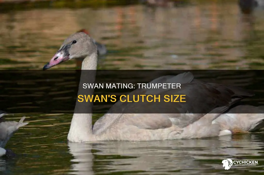 how many chicks does a trumpeter swan have