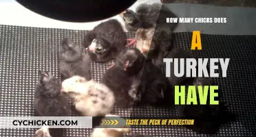 Understanding Turkey Reproduction: How Many Chicks Does a Turkey Typically Hatch?