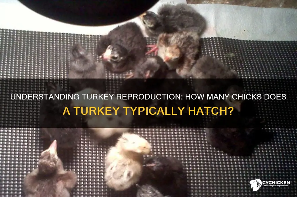 how many chicks does a turkey have