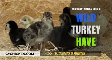 Wild Turkeys: How Many Chicks Do They Hatch?