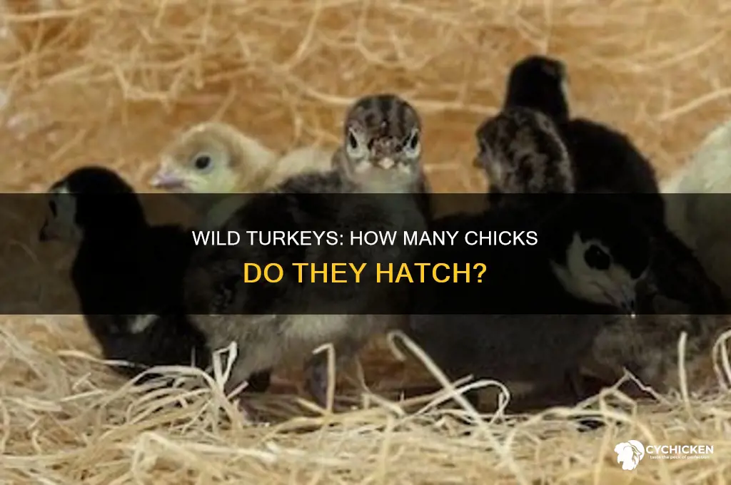 how many chicks does a wild turkey have