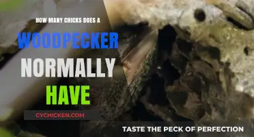 Woodpecker Chicks: How Many Do They Usually Have?