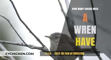 Wren Nesting Habits: Understanding Their Average Clutch Size and Chick Count