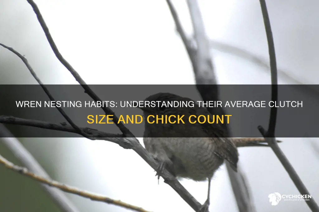 how many chicks does a wren have