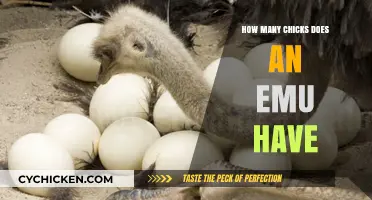 Emu Egg Count: How Many Chicks Can an Emu Hatch?