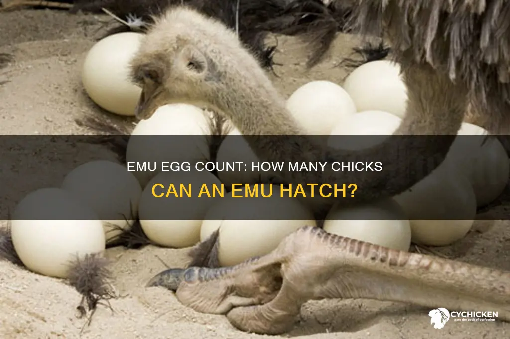 how many chicks does an emu have