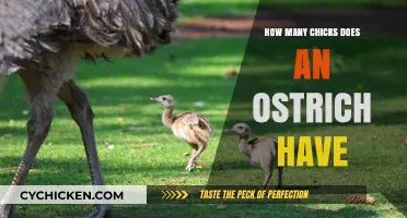 Ostrich Egg Clutch Size: How Many Chicks Hatch Typically?