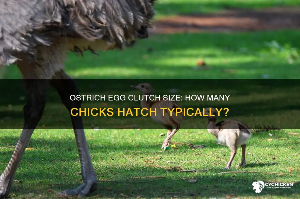 how many chicks does an ostrich have