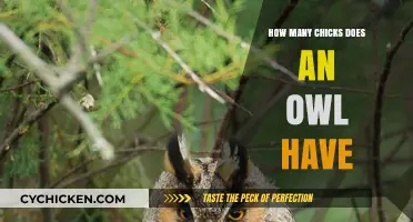 Owl Nesting Habits: Understanding Clutch Sizes and Chick Development
