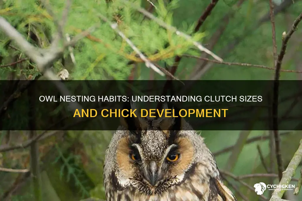 how many chicks does an owl have