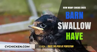 Barn Swallow Nesting Habits: Average Number of Chicks per Brood