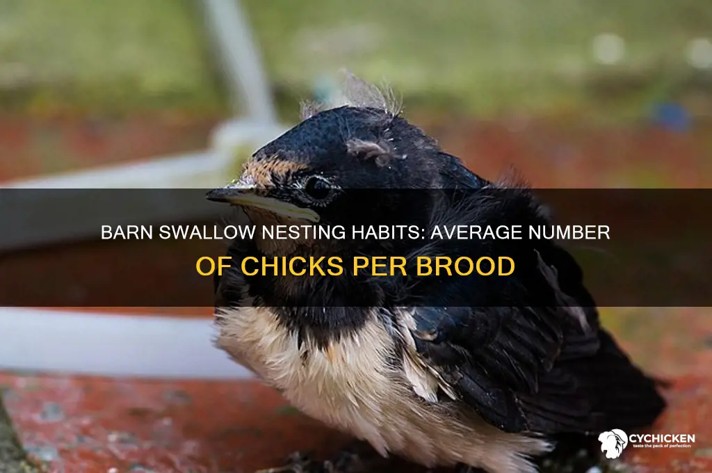 how many chicks does barn swallow have
