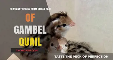 Gambel Quail Mating: A Single Pair's Chick Production