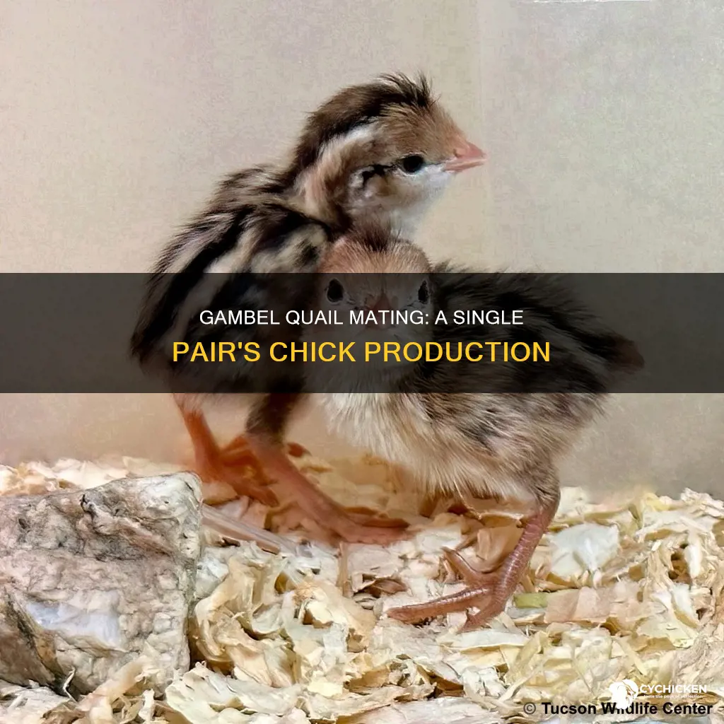 how many chicks from single pair of gambel quail