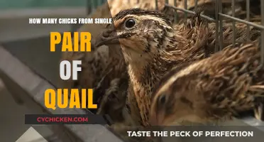 Breeding Quail: Maximizing Chick Yield