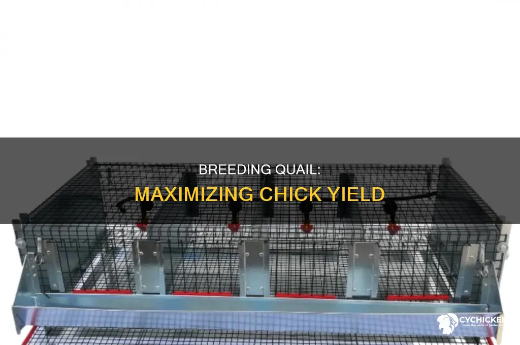 how many chicks from single pair of quail
