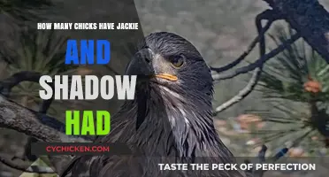 Jackie and Shadow's Chickens: Counting Their Brood